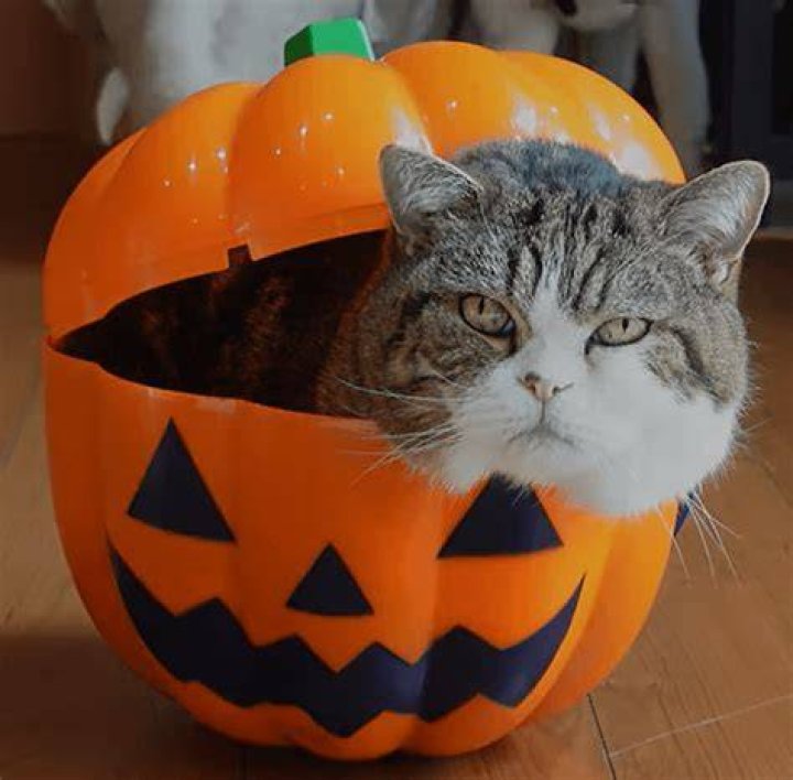 Meow: Getting into the Halloween spirit early was Ariana Grande, who this year is clearly going as a sexy cat